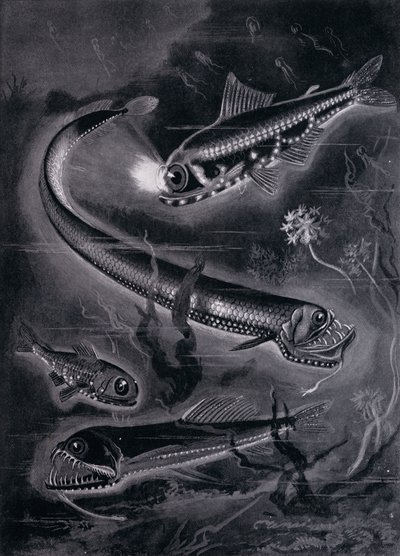 Peces auto-luminiscentes de Arthur Twidle