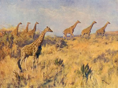 Una tropa de jirafas (litografía en color) de Arthur Wardle