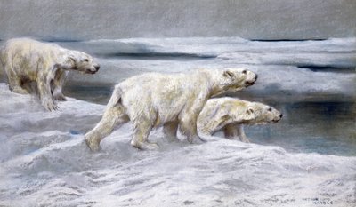 Osos polares, c.1900 (tizas de colores sobre papel gris) de Arthur Wardle