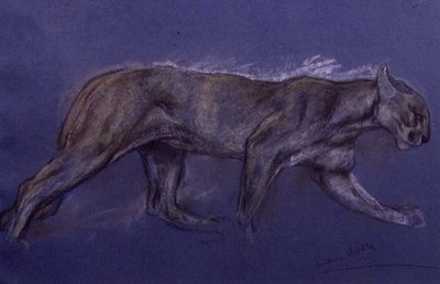Puma (tiza sobre papel) de Arthur Wardle