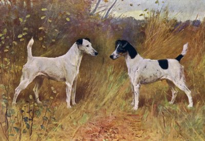 Rival Beauties, Champion Donna Fortuna y Champion Duchess of Durham (litografía en color) de Arthur Wardle