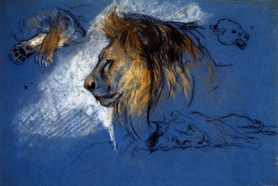 Estudio de un león, c.1905 (pastel sobre papel azul) de Arthur Wardle