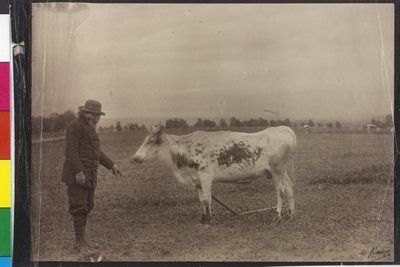 Vaca - Welser piebald de Artist Unknown