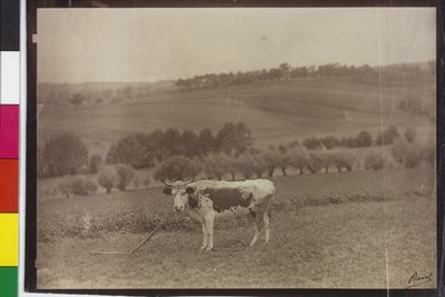 Vaca - bagre pinto de Artist Unknown