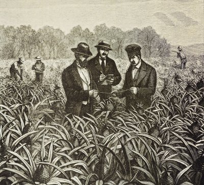 Inglaterra (siglo XIX). Colonización (1880). Plantación de piñas en Bahamas. Colonia inglesa en la isla de Nueva Providencia. La piña era uno de los productos de exportación más importantes del puerto de Nassau. Grabado. Colección privada de Artist Unknown