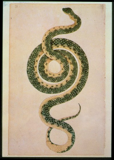Serpiente (grabado) de Artist Unknown