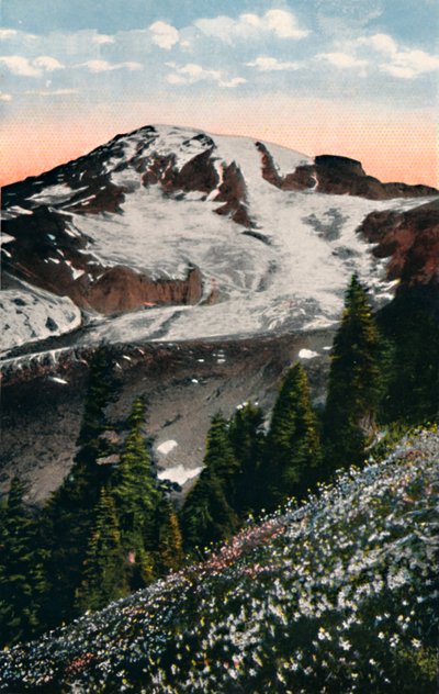 Lirios de avalancha, creciendo en el Monte Rainier, c1916 de Asahel Curtis