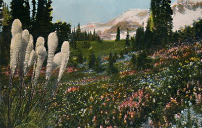 Cesta india de hierba creciendo en el Parque Nacional del Monte Rainier de Asahel Curtis