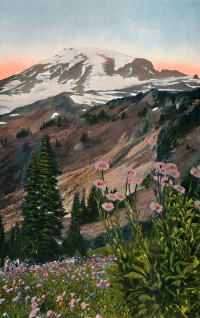 Ásteres púrpuras, en el Parque Nacional del Monte Rainier de Asahel Curtis