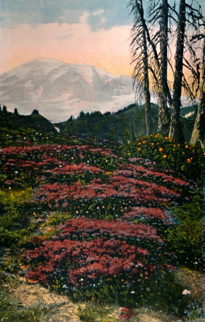 Brezo púrpura creciendo en el Parque Nacional del Monte Rainier, c1916 de Asahel Curtis