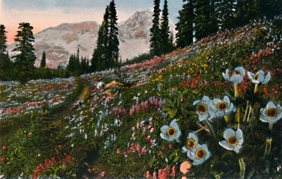 La anémona en el Parque Nacional del Monte Rainier, c. 1916 de Asahel Curtis