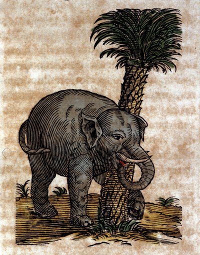 Un elefante frotándose contra el tronco de una palmera. Grabado de una obra de Athanasius Kircher de Athanasius Kircher