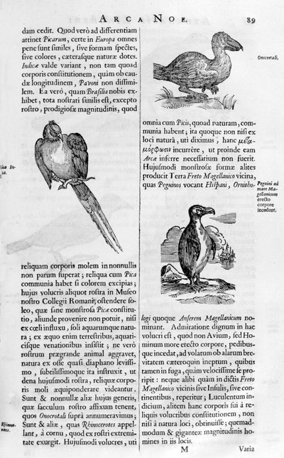 Aves, 1675 de Athanasius Kircher