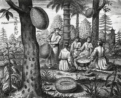 Frutas chinas (Arbor polomie, papaya china), grabado de monumentos chinos de Athanasius Kircher