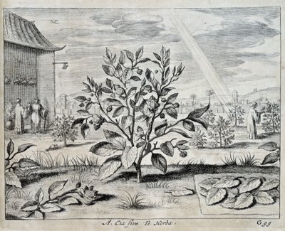 El camelia - en "China" por Athanase Kircher (o Athanasius Kircheri) de Athanasius Kircher