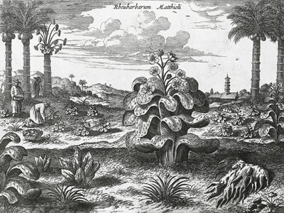 Planta de ruibarbo, grabado de monumentos de China de Athanasius Kircher