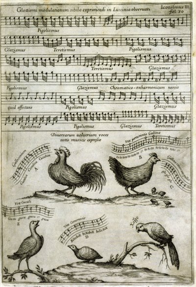 La canción emitida por ciertos volátiles expresada por notas musicales según: “Musurgia Universalis” de Athanasius Kircher de Athanasius Kircher