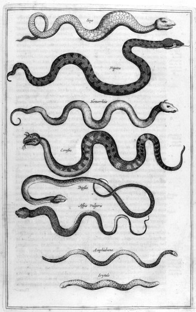 Tipos de serpientes, de Arca Noe de Athanasius Kircher