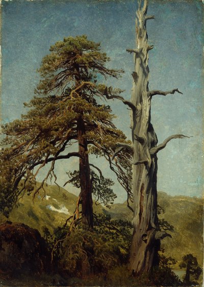 Estudio de los árboles de August Cappelen