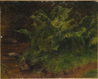 Estudio de helecho (óleo sobre lienzo) de August Cappelen