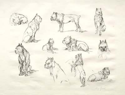 Estudio de perros de August Gaul