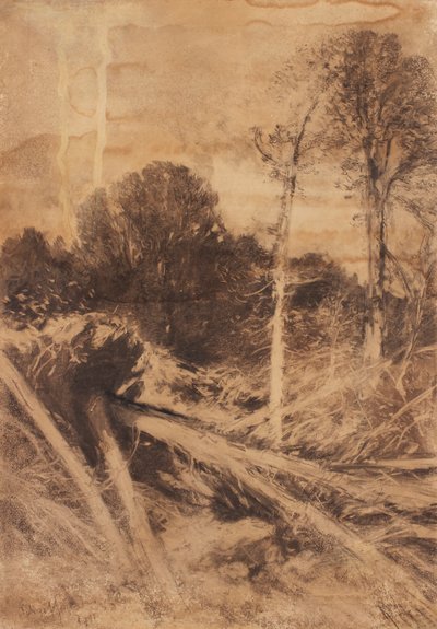 estudio de árboles de August Schaeffer von Wienwald