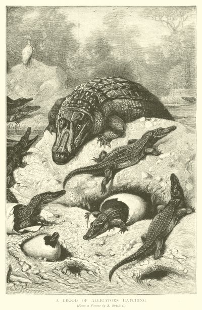 Una camada de caimanes eclosionando de August Specht