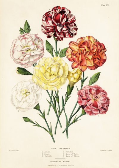Variedades de claveles de árbol, Dianthus caryophyllus: Ariadna 1, Belleza 2, Garibaldi 3, Perfección 4, Reina de los blancos 5, Reina de los amarillos 6 de Augusta Innes (after) Withers