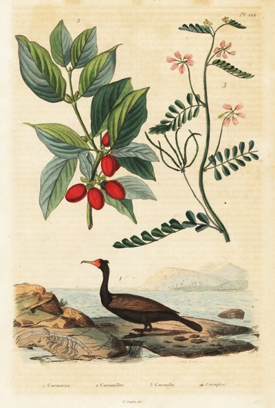 Cormorán, cereza de Cornelia y veza escorpión.,1834-1839 (grabado) de Auguste Dumenil