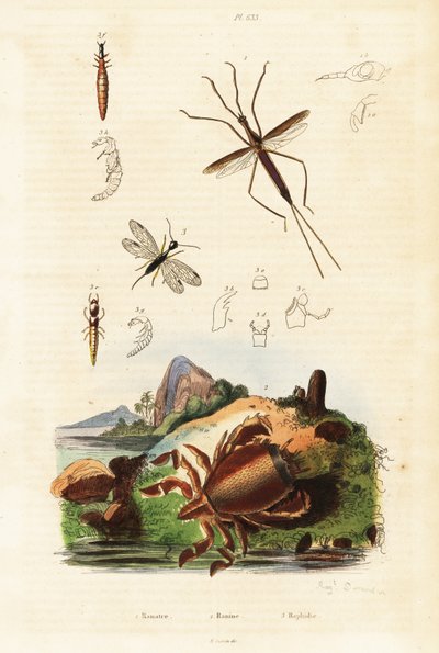 Cangrejo rana rojo, mosca de la serpiente y bicho acuático. de Auguste Dumenil
