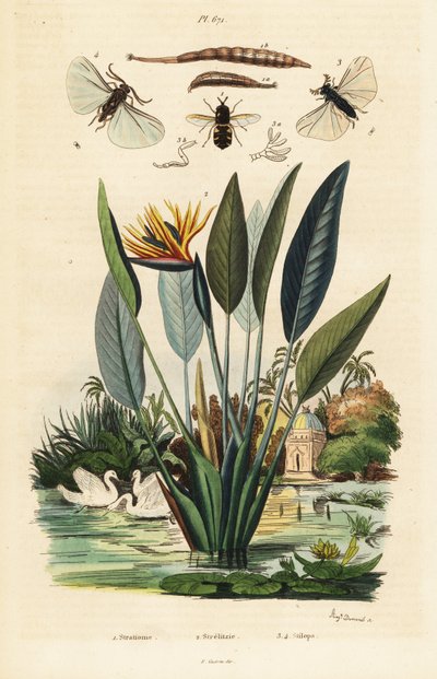 Mosca soldado, flor de la grulla y ,1834-1839 (grabado) de Auguste Dumenil