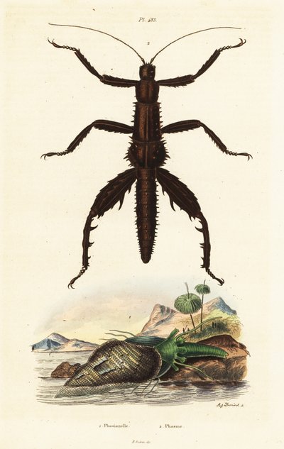 Bastón de diablo espinoso y concha de faisán australiano. de Auguste Dumenil