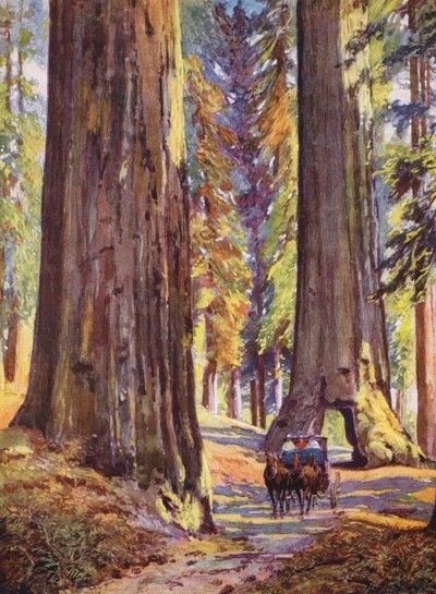 Árboles gigantes en California, EE.UU. (litografía en color) de Auguste Gerardin