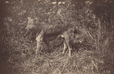 Estudio de un perro, finales de 1870 de Auguste Giraudon