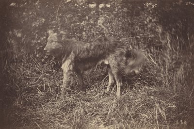 Estudio de un perro, finales de la década de 1870 (foto) de Auguste Giraudon