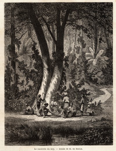 La recolección de Siri, o betel, cuya hoja recubierta de cal es esencial para la producción de Chic local. Dibujo de M. de Molins, para ilustrar su viaje a Java de Auguste de Molins