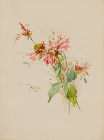 Bergamota o Bálsamo de Abeja de Austa Densmore Sturdevant