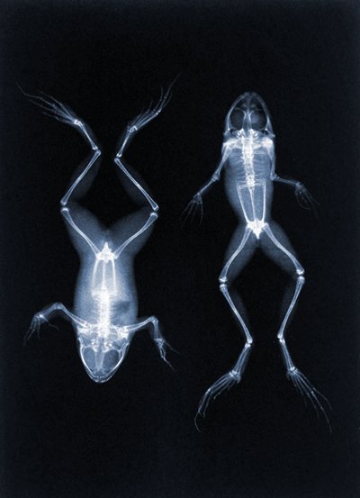 Una de las primeras fotos de rayos X de ranas por Joseph Maria Eder, 1896 de Austrian School