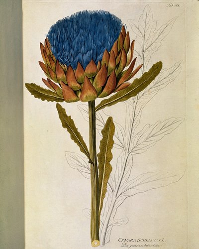 Botánica: alcachofa (Cynara scolymus) Lámina dibujada de 