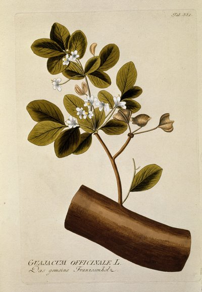 Botánica: "Guajacum officinale" Placa del "Medicinalium secundum Linnaei digestarum" de Joseph Jacobi Plenck (1735-1807) 1788-1803 de Austrian School