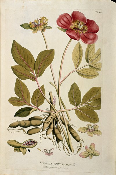 Botánica: Peonia officinalis. Lámina extraída de 