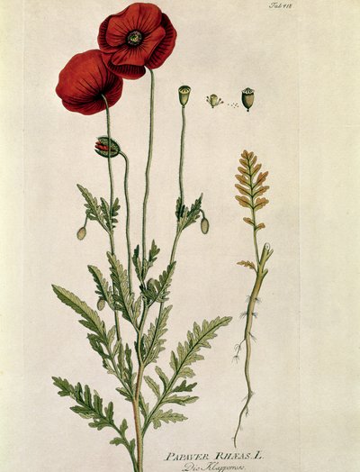 Botánica: "Amapola roja" (Papaver rhaeas) Lámina extraída del "Medicinalium secundum Linnaei Digestarumó de Joseph Jacobi Plenck (1735-1807) 1788-1803 Colección particular de Austrian School