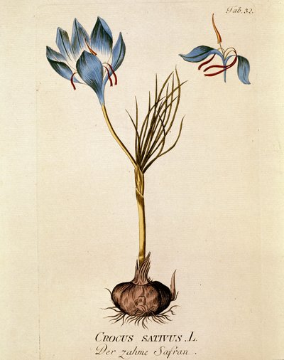 Botánica: "Azafrán" (Crocus sativum) Lámina extraída del "Medicinalium secundum Linnaei digestarum" de Joseph Jacobi Plenck (1735-1807) 1788-1803 Colección particular de Austrian School