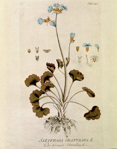 Botánica: "Saxifraga granulata" Lámina extraída del "Medicinalium secundum Linnaei digestarum" de Joseph Jacobi Plenck (1735-1807) 1788-1803 Colección particular de Austrian School