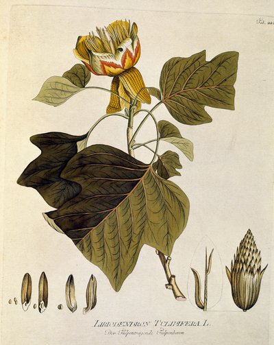 Botánica: "Tulipier of Virginia" (Liriodendron tulipifera) Plank extraído de "Medicinalium secundum Linnaei digestarum" de Joseph Jacobi Plenck (1735-1807) 1788-1803 Colección particular de Austrian School