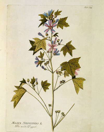 Botánica: "Malva grande" (Malva sylvestris) Placa del "Medicinalium secundum Linnaei digestarum" de Joseph Jacobi Plenck (1735-1807) 1788-1803 de Austrian School