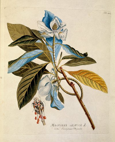 Botánica: "Magnolia" Placa del "Medicinalium secundum Linnaei digestarum" de Joseph Jacobi Plenck (1735-1807) 1788-1803 de Austrian School