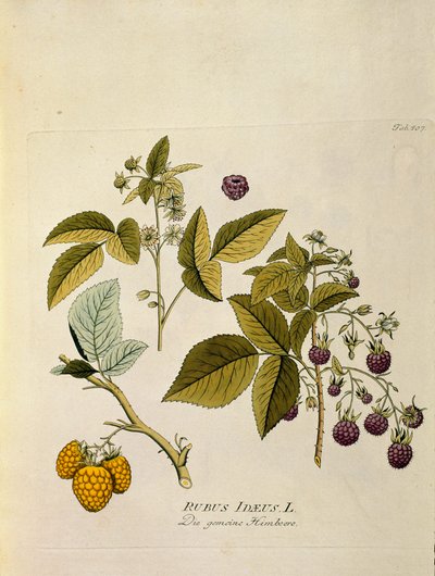 Botánica: "frambuesa" (Rubus idaeus) Tabla extraída de "Medicinalium secundum Linnaei digestarum" de Joseph Jacobi Plenck (1735-1807) 1788-1803 Colección particular de Austrian School