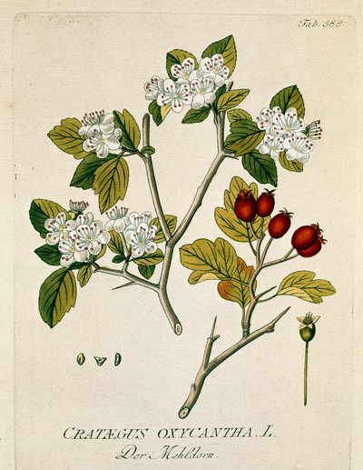 Botánica: espinosa aubepine (Crataegus oxycantha) Lámina dibujada de 