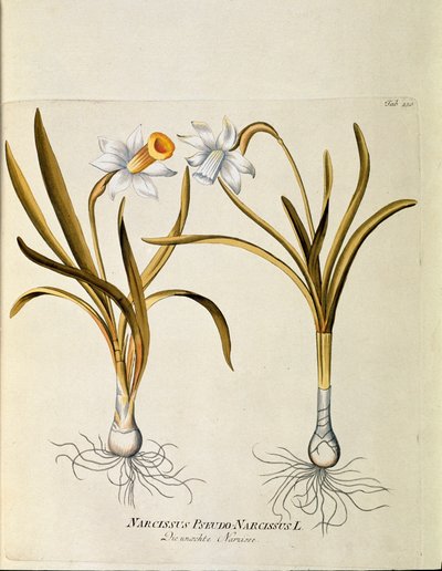 Botánica: "narciso amarillo o trompeta" (Narcissus pseudonarcissus) Lámina extraída del "Medicinalium secundum Linnaei digestarum" de Joseph Jacobi Plenck (1735-1807) 1788-1803 Colección particular de Austrian School